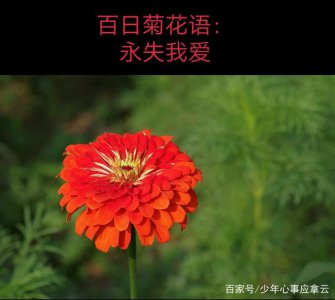 小野菊花语 小野菊的含义