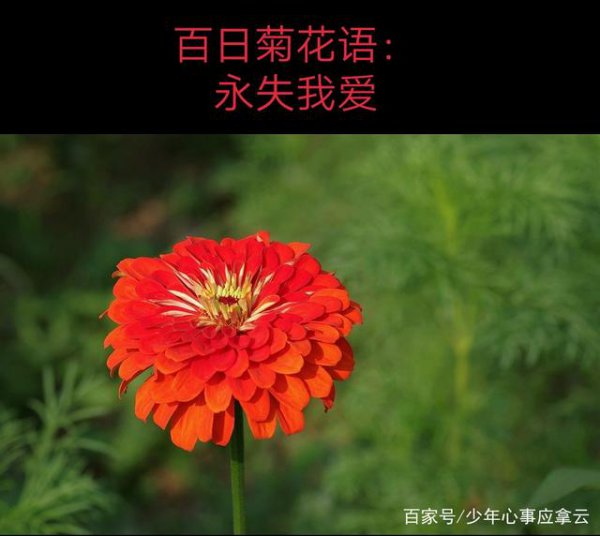 小野菊花语