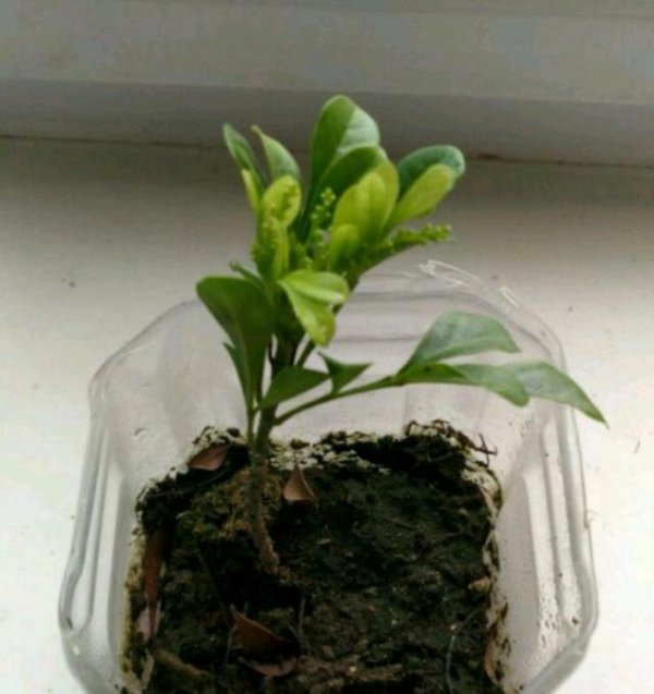 米兰的繁殖方法