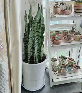 家里阳台适合养什么植物 家中阳台适合种植哪些植物？