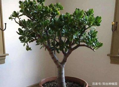 玉树喜阴还是喜欢阳光 玉树喜阳还是喜阴