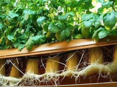 土豆怎么在水里养 如何在水中种植土豆？