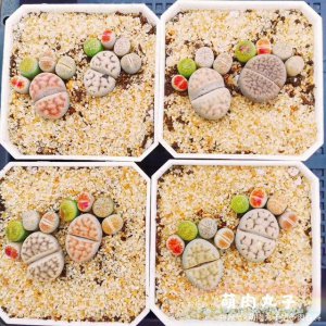 生石花用什么铺面最好 生石花最适合用什么材质铺面