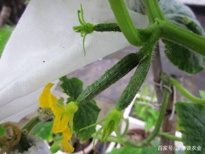 黄瓜要打侧枝吗 黄瓜有必要剪去侧枝吗？