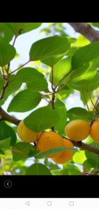 梅子什么时候成熟季节 梅子成熟的季节是什么时候？