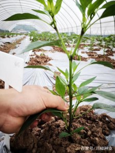 辣椒树要不要打枝 辣椒树需要修剪吗
