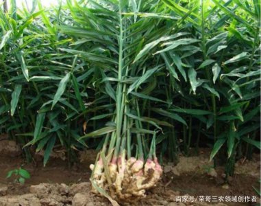 生姜一年可以种几季 生姜每年可以种几个季节？