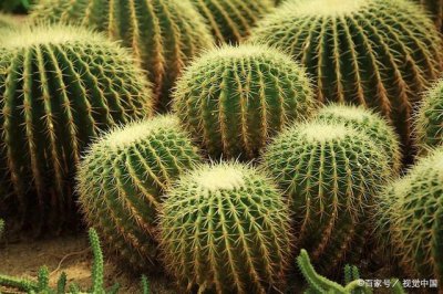 仙人掌是不是植物 仙人掌属于植物吗？