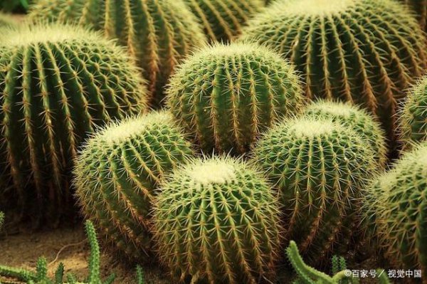 仙人掌是不是植物