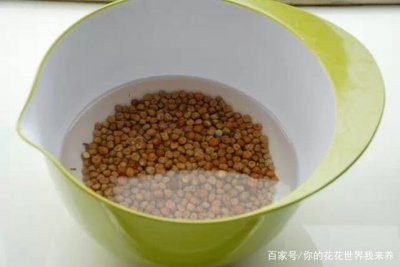 冬寒菜种子是否要浸泡 冬季寒冷时是否需要浸泡菜籽？