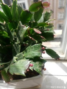蟹爪兰什么时候出花苞 蟹爪兰何时能开花？