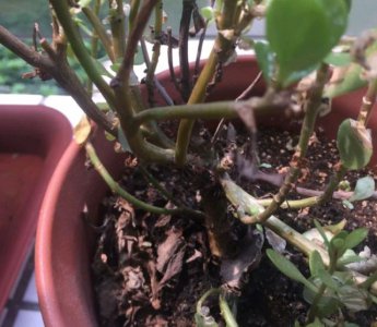 长寿花在1℃时能冻死吗 1℃下的长寿花是否会受冻？