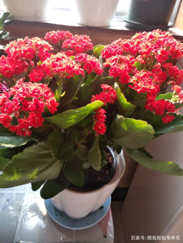 长寿花十月份还能打顶吗