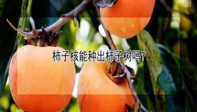 柿子核能种出柿子树吗？ 柿子核能种出柿子树吗?