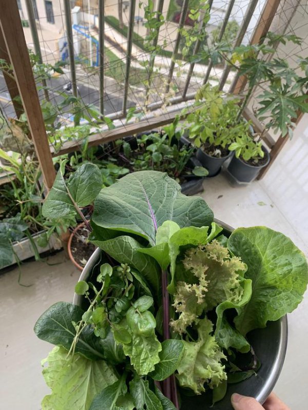 为什么阳台种菜不能吃
