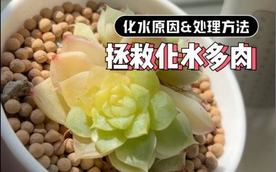 多肉化水如何补救处理 多肉植物过浇水的解决方法
