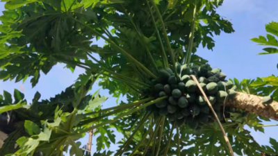 怎样种木瓜产量高 如何提高木瓜产量？