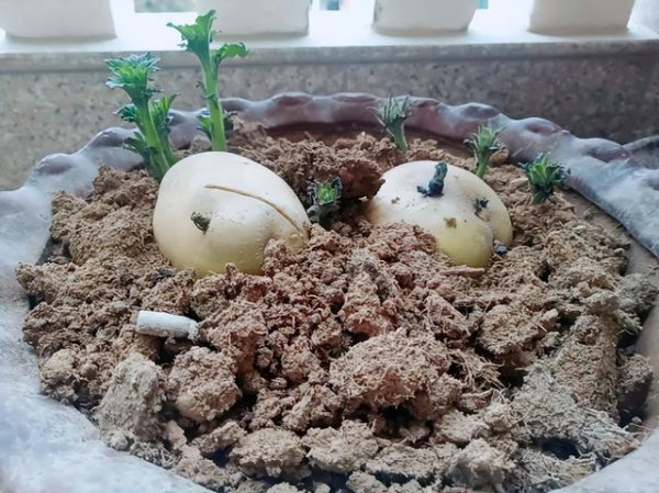 土豆怎么催芽更快