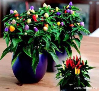 家种观赏辣椒要怎样能多结果 如何提高家庭种植观赏辣椒的产量？