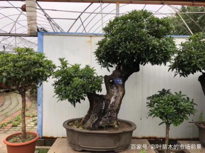 为什么原生的比嫁接的盆景贵 为何天然的盆景比嫁接的盆景价格更高？