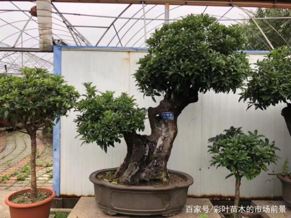 为什么原生的比嫁接的盆景贵