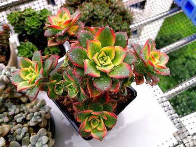 多肉植物需要经常晒太阳吗 多肉植物需要经常晒太阳吗？