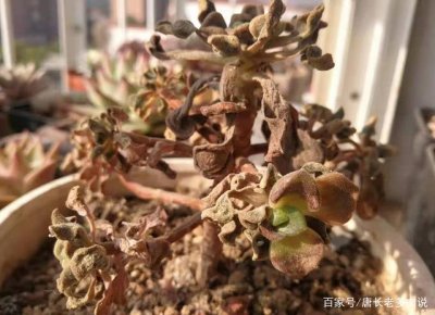 多肉冻伤的叶片怎么处理 多肉叶片受冻伤后应该怎么处理？