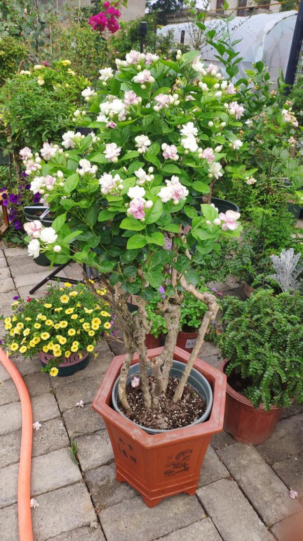盆栽茉莉花需要阳光充足吗