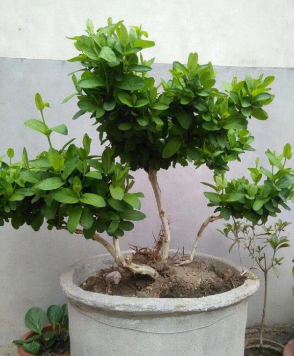 金银花家庭盆栽好养吗