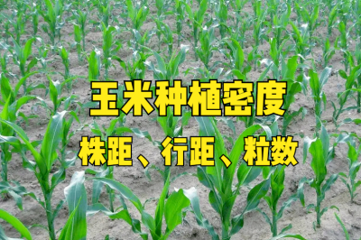 一亩地种玉米需要多少化肥