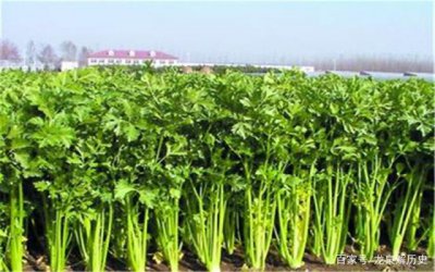 芹菜如何管理才能高产 如何科学管理芹菜以提高产量？