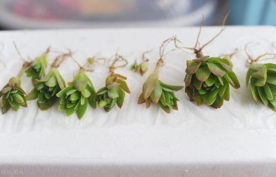 多肉植物怎么移栽养才变色 多肉植物移栽养护技巧助其变色