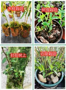 石斛盆栽的种植方法和注意事项 种植石斛盆栽的方法及注意事项