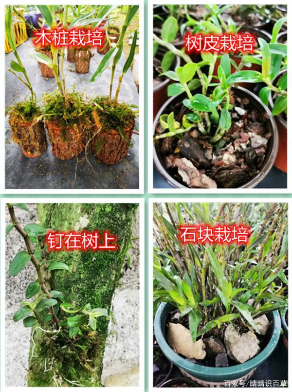 石斛盆栽的种植方法和注意事项