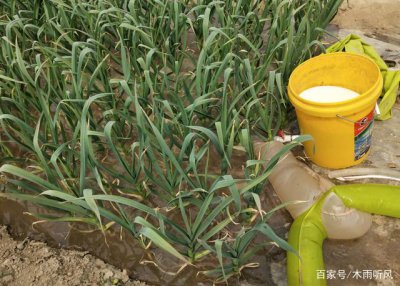 大蒜冬前到底浇水不浇水 大蒜在冬季需不需要浇水？