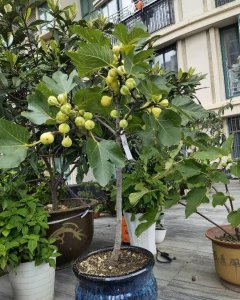 无花果花盆里如何养护长得壮 无花果花盆怎样养护才能茁壮生长