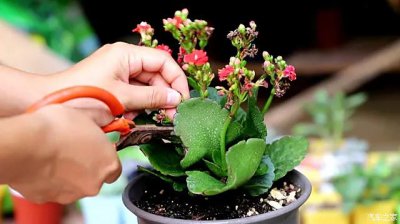 冬天怎样给长寿花浇水 如何在冬季为长寿花浇水