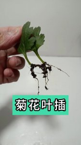 六月份可以扦插菊花吗 可以在六月份扦插菊花吗？