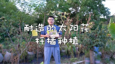 老根太阳花能扦插吗 老根太阳花可以进行扦插吗？