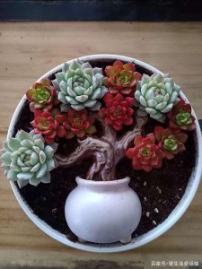 多肉植物怎么拼盘搭配技巧 多肉植物拼盘搭配技巧分享