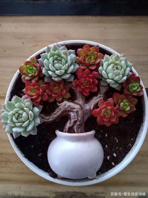 多肉植物怎么拼盘搭配技巧