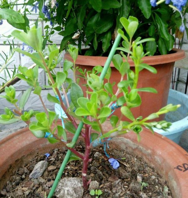 仙人掌可以嫁接太阳花吗