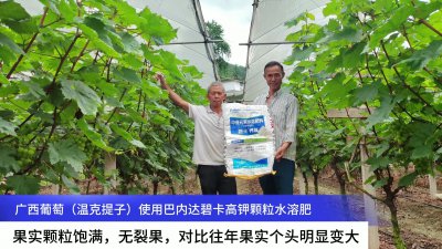 葡萄春季施肥用什么肥料 春季葡萄施肥选用何种肥料效果更好？