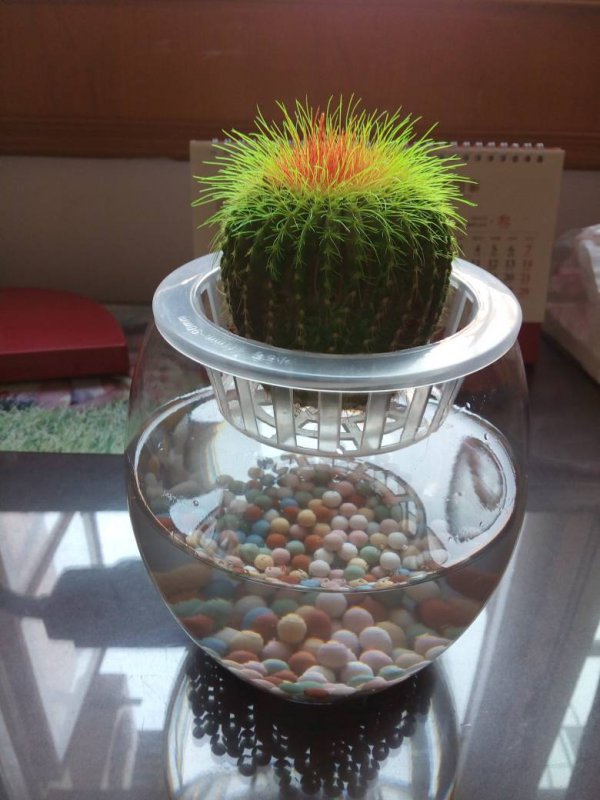 种植仙人球用什么土好