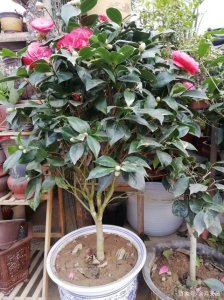 刚换盆的茶花可以施肥吗 换盆后的茶花可以施肥吗？