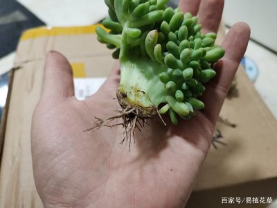 多肉修根后多久可以上盆 修根多肉后需要多久才能移回盆中