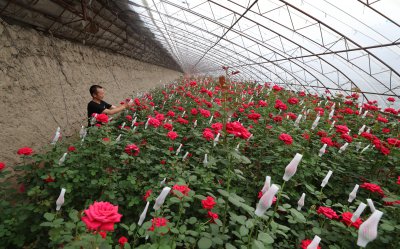 玫瑰花用什么土种植最好 种植玫瑰花最适合的土壤种类