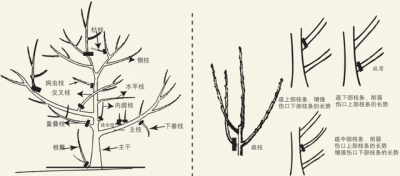 柚子树的剪枝时间和修剪方法 柚子树修剪技巧和最佳时间