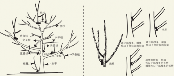 柚子树的剪枝时间和修剪方法