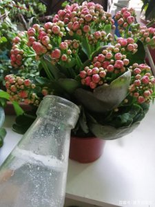 长寿花多少天浇一次水为宜 长寿花适宜多久浇一次水？